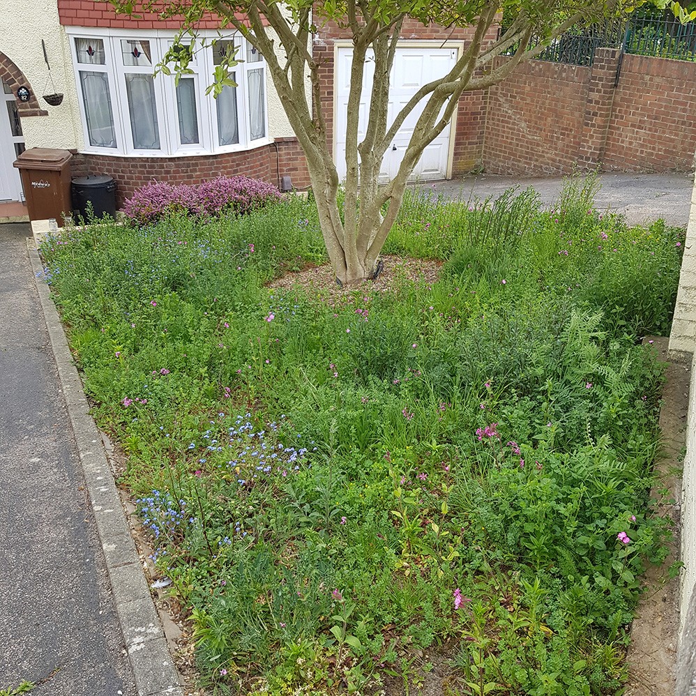 A grassy front yard with a tree, bordered by a pathway and a brick wall in the background.