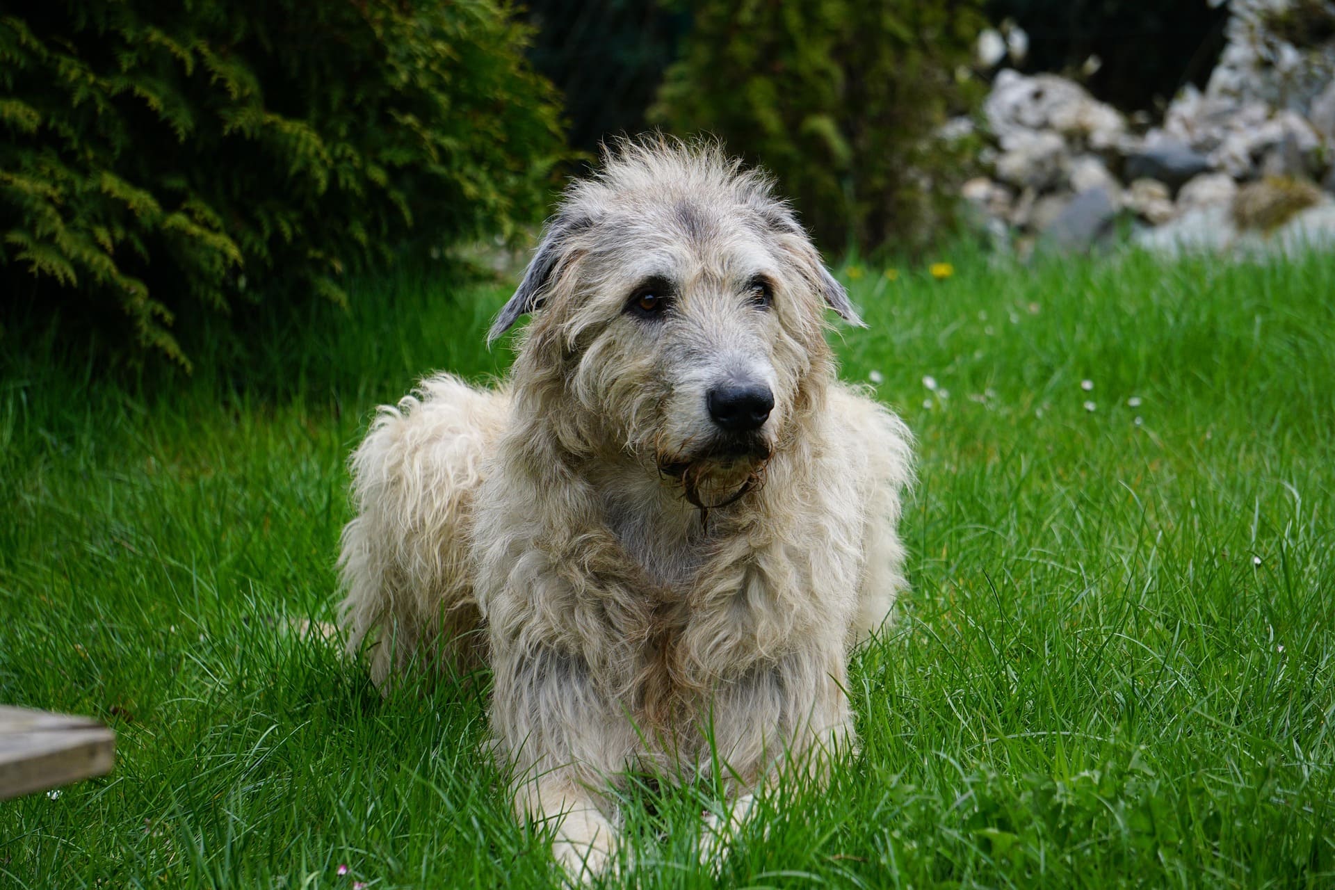 An Irish Wolfhound has a messy coat and is lying down on the green grass.
