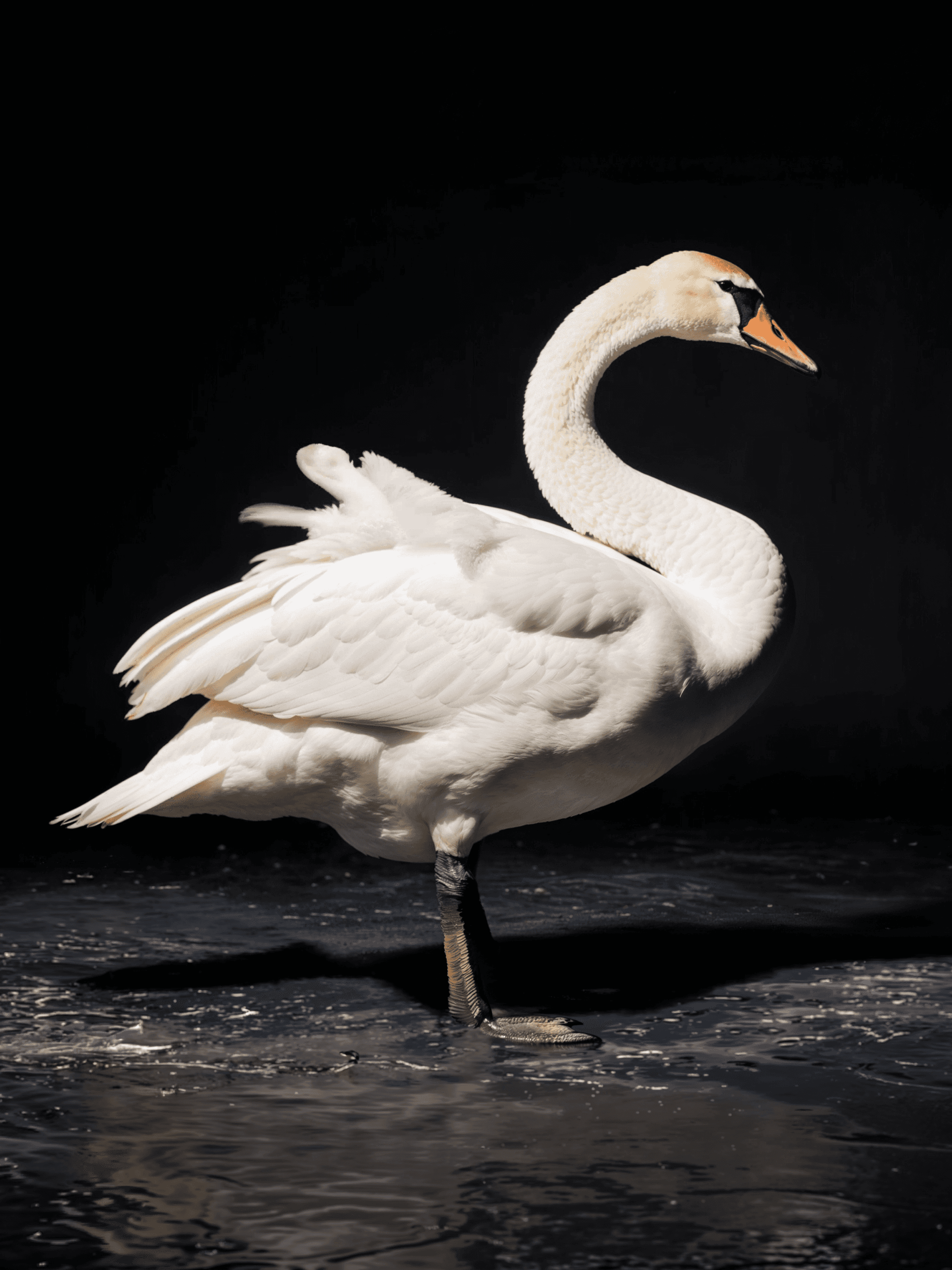 A full-body study of a swan standing on a dark, frozen water surface, symbolizing the Berlin freeze.