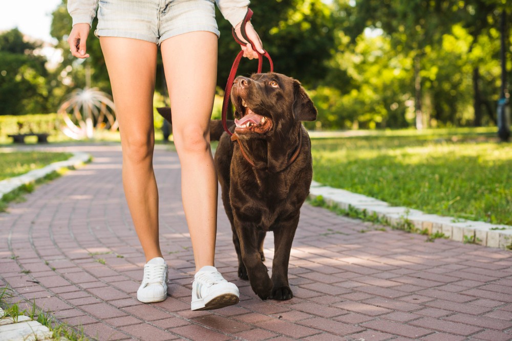 Dog on a leash