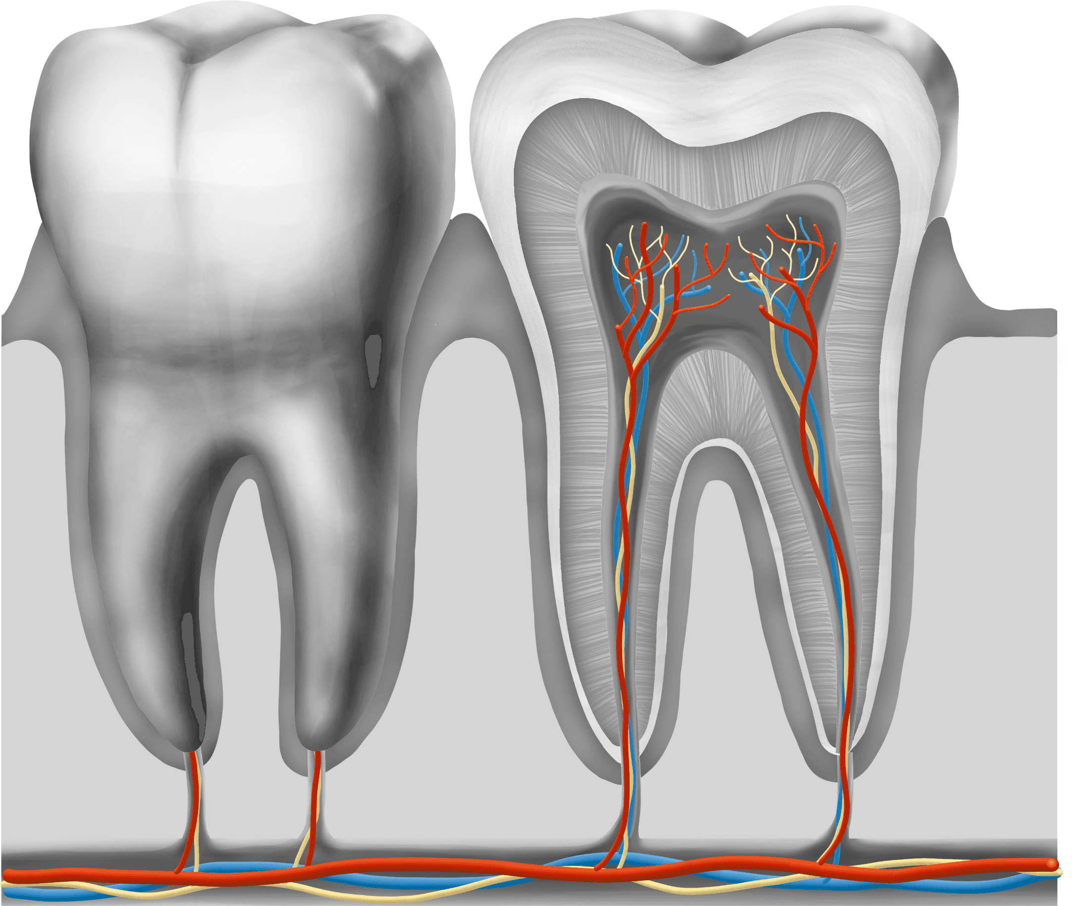 Illustration scientifique de l'anatomie de la dent (structure externe et interne) en noir et blanc par l'illustratrice scientifique Élodie Ouellet-Belleau.