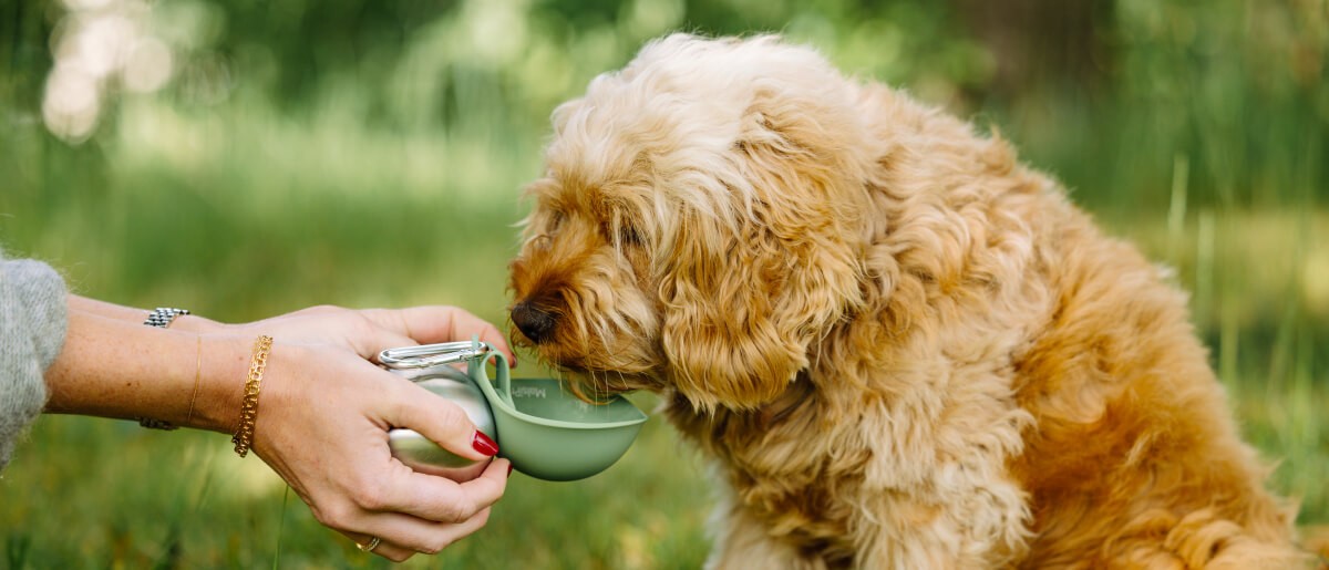 Malsipree dog cat pet water bottle portable travel brush birthday bowl dispenser treats dental