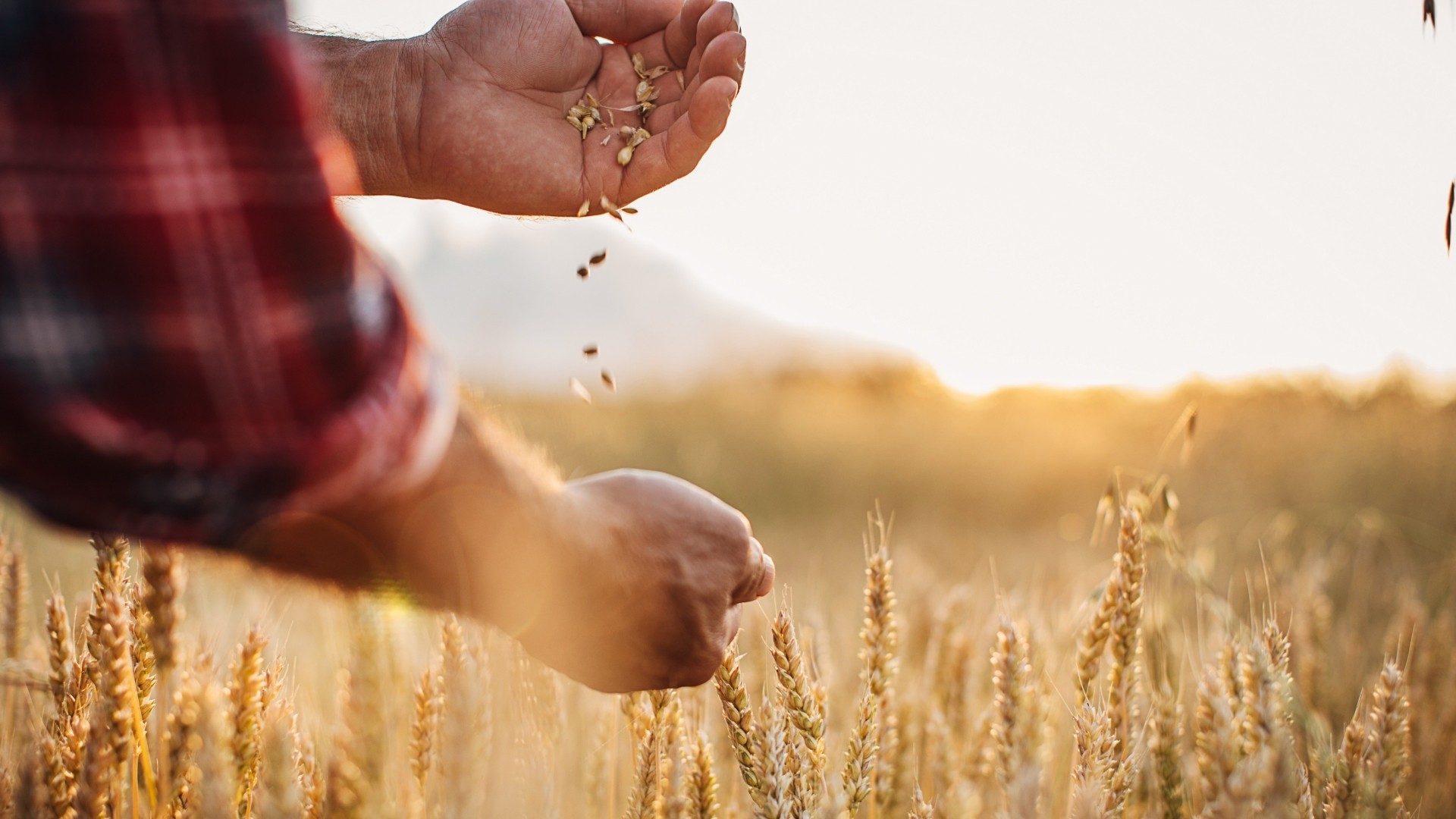 Practical Strategies to Protect Your Wheat Crop