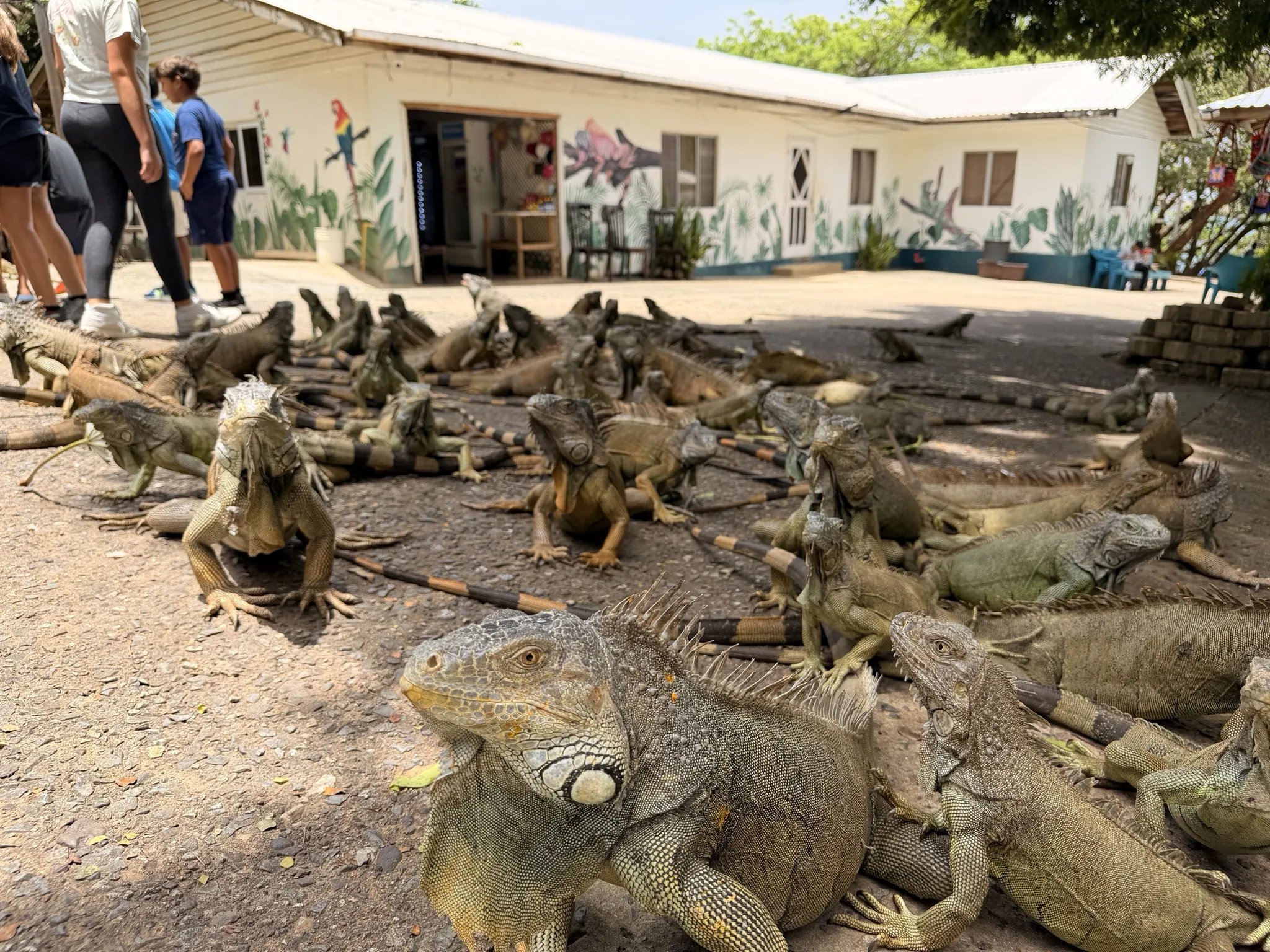 A large green iguana in the foreground of a crowded iguana yard at Arch's Iguana and Marine Park on Roatán
