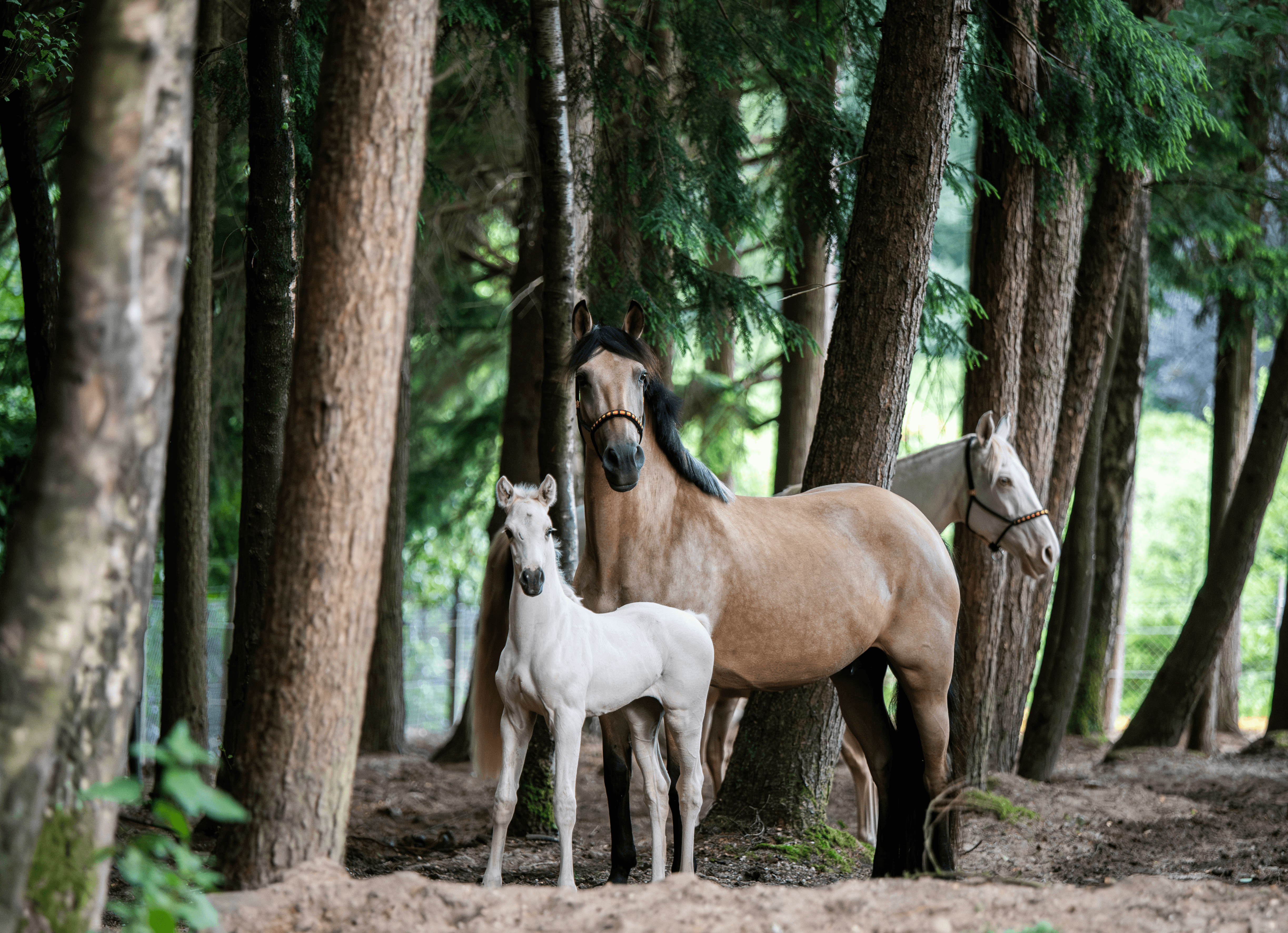 Young Foal