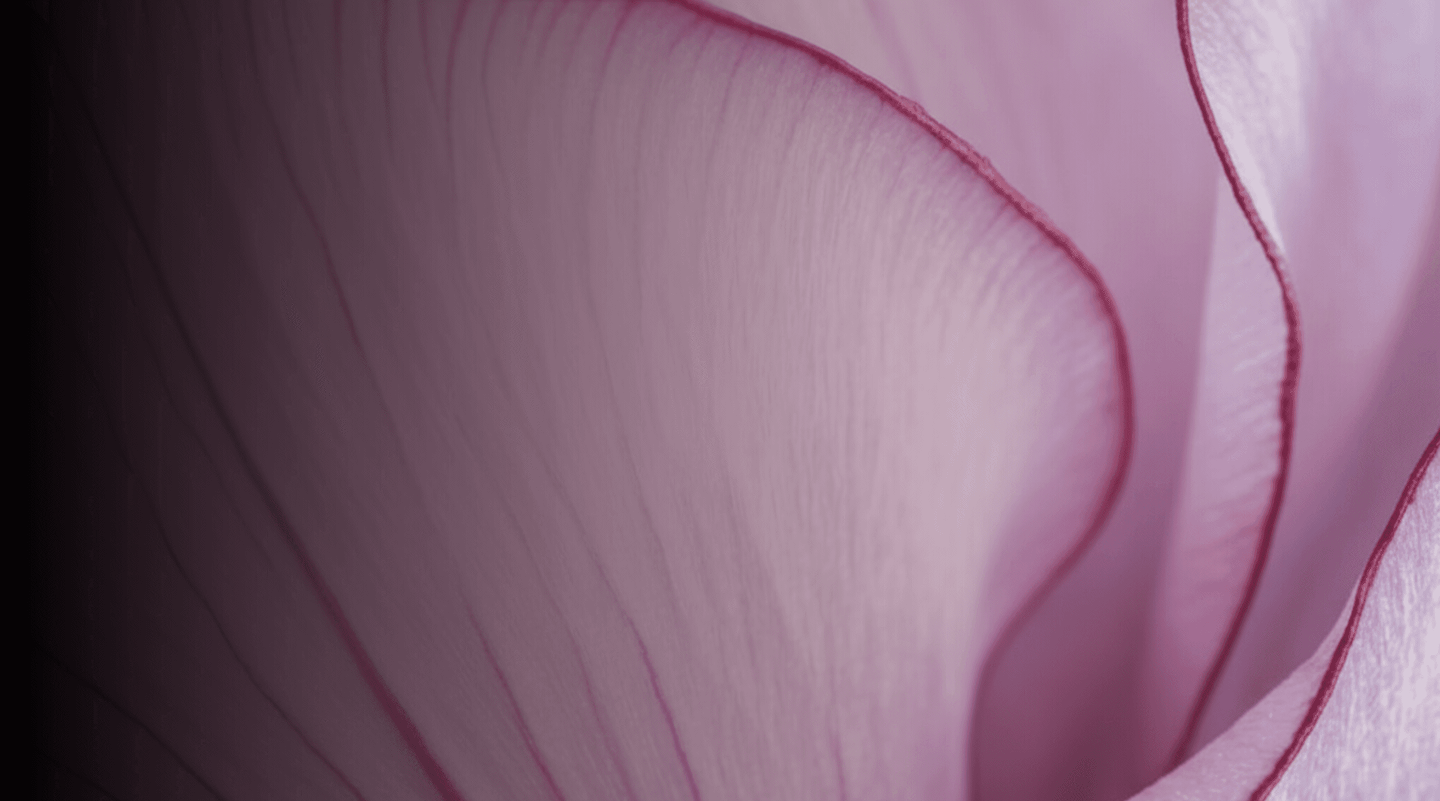 Level One In-Person Background_pink petals