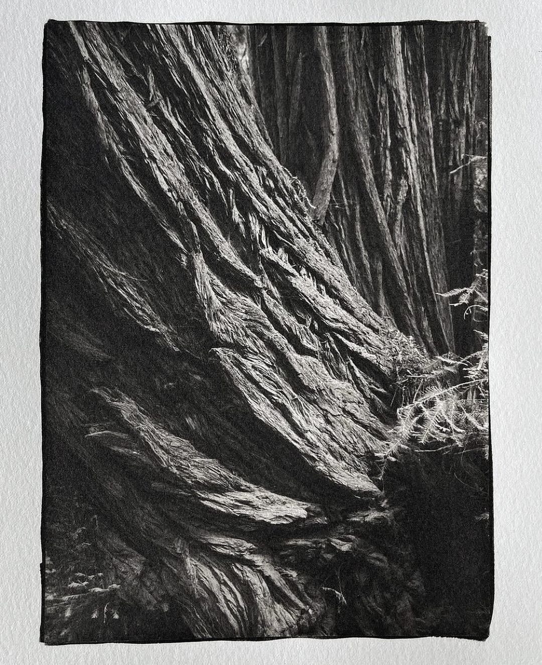 Color photograph of a massive redwood trunk rising through a fern-filled forest.