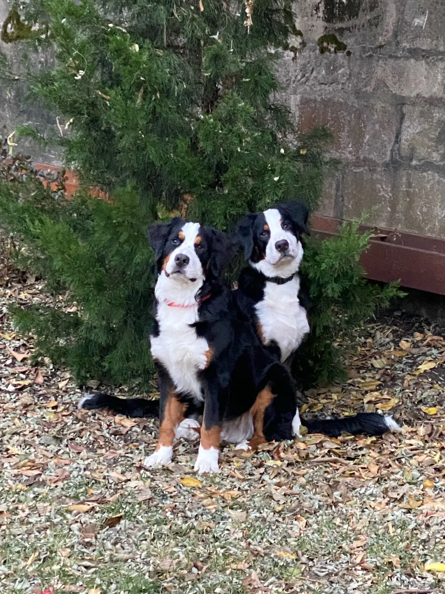 Two Bernese Mountain Dogs sit on fallen leaves in front of a lush green bush and a stone wall, conveying a serene autumn scene.