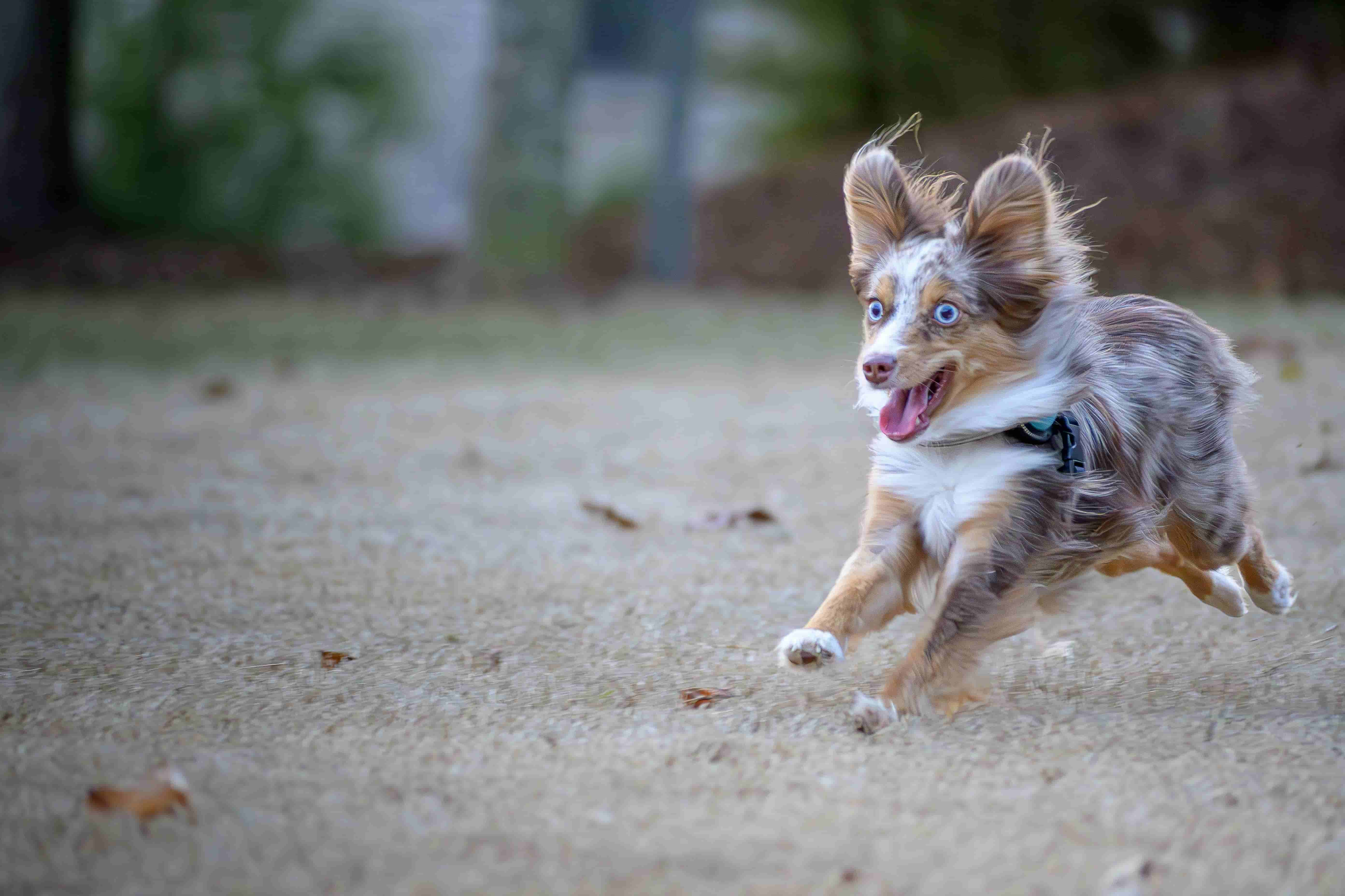 Dog zooming