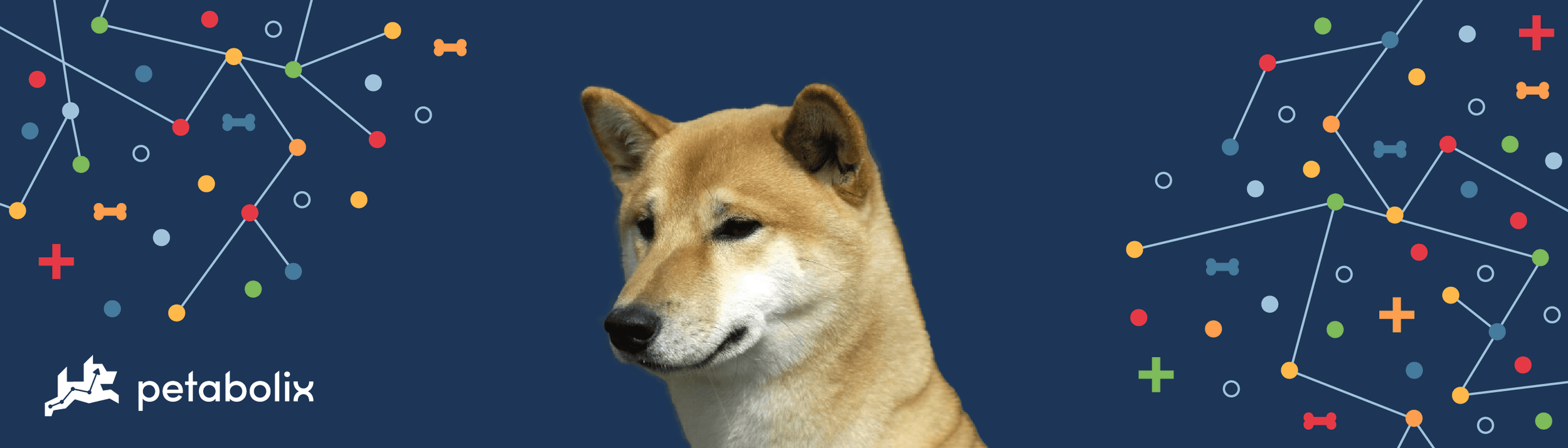 Canaan Dog image