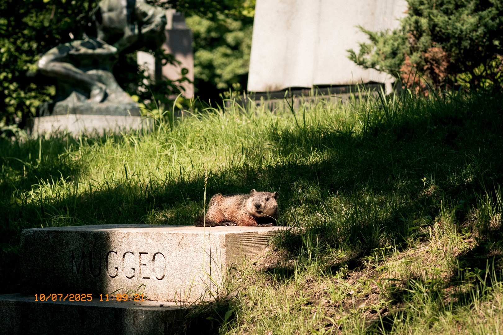 Marmotte allongée sur une pierre tombale du cimetière Notre-Dame-des-Neiges.