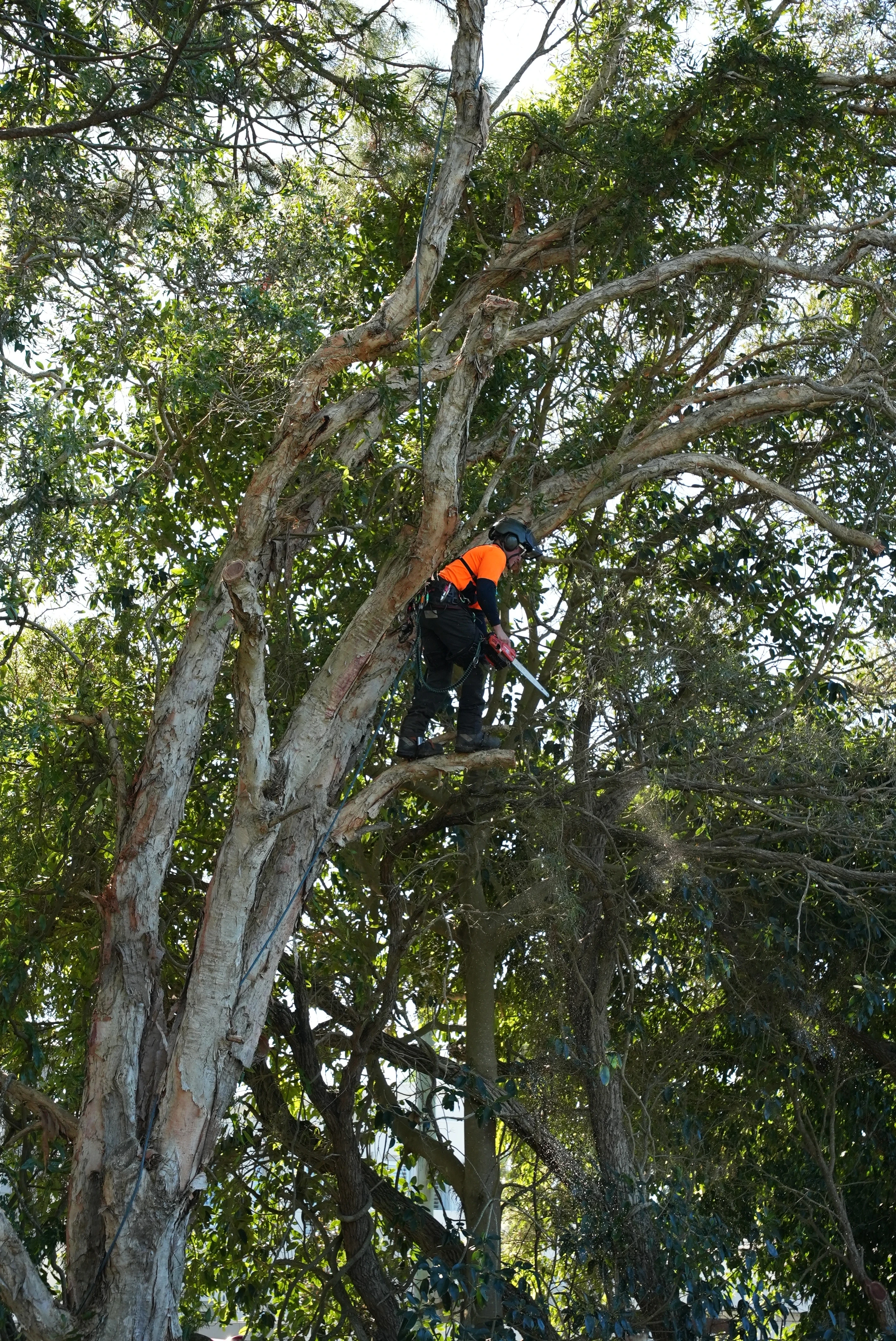 Arborist pruning branches in a large spreading tree