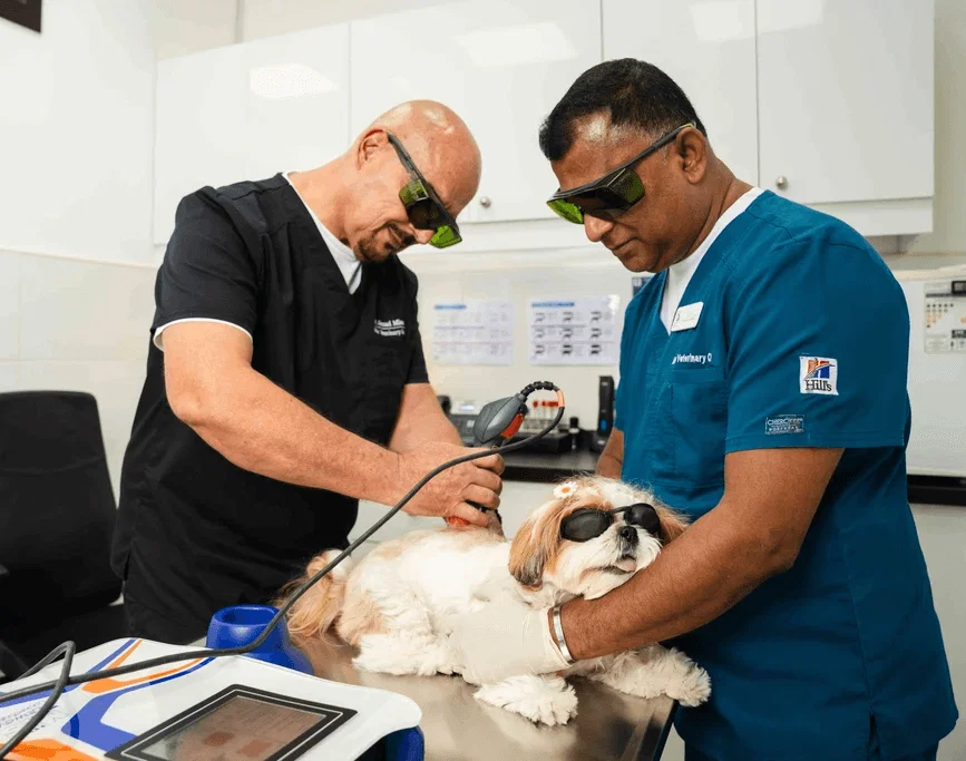 A dog undergoes physiotherapy at our clinic performed by our expert vet team.