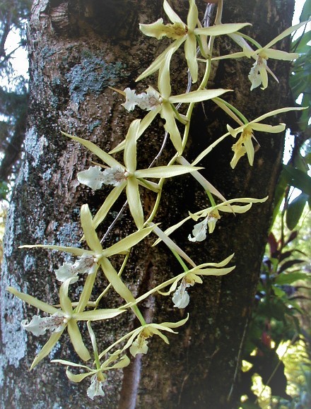 Orquídea de flores amarelo esverdeadas com pétalas finas crescendo sobre tronco de árvore