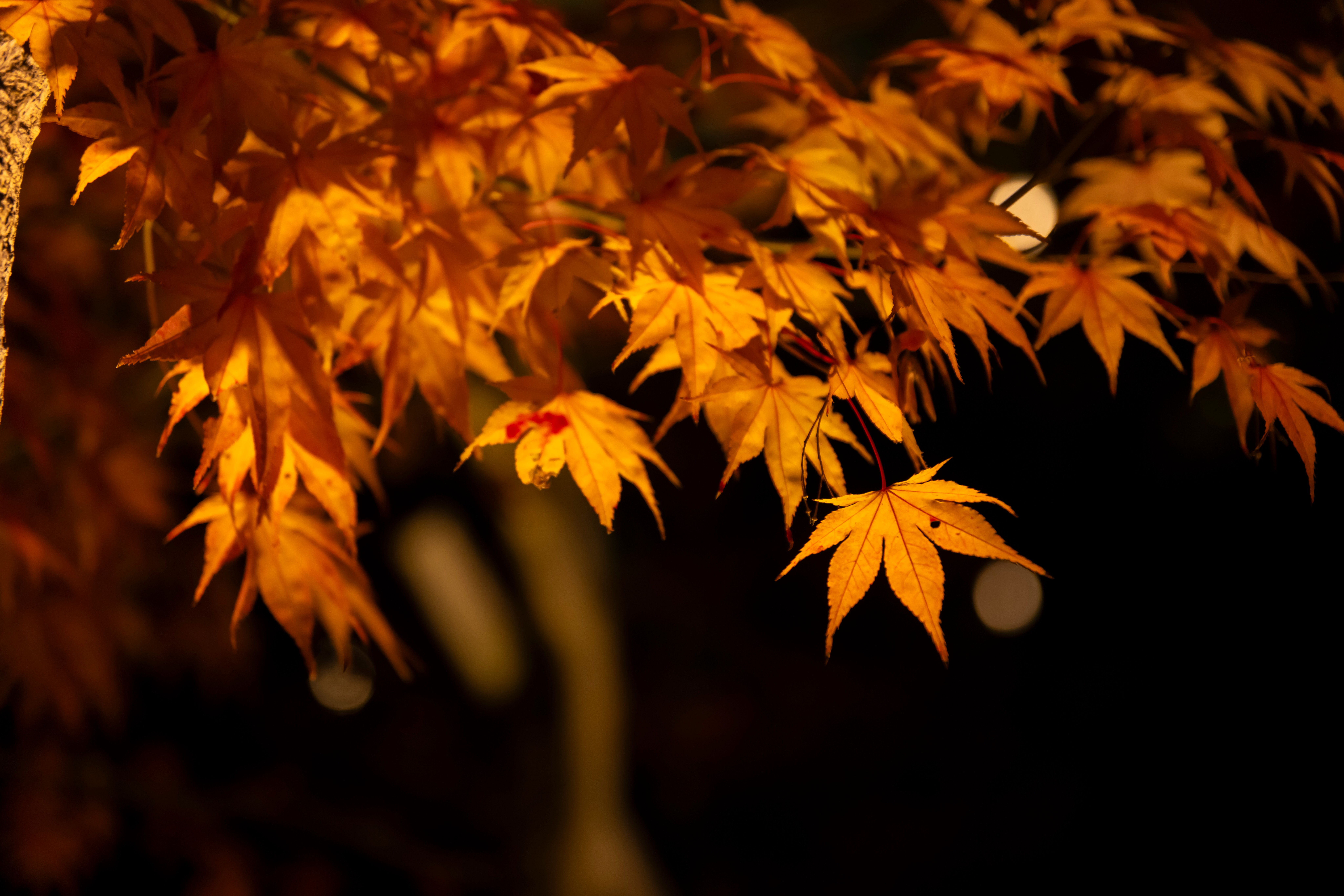 Beautiful japanese maple leaf at night