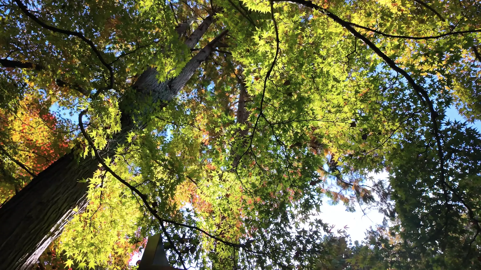 Fallen ginkgo leaves and red maple in the grounds of Onsenji temple above Kinosaki.