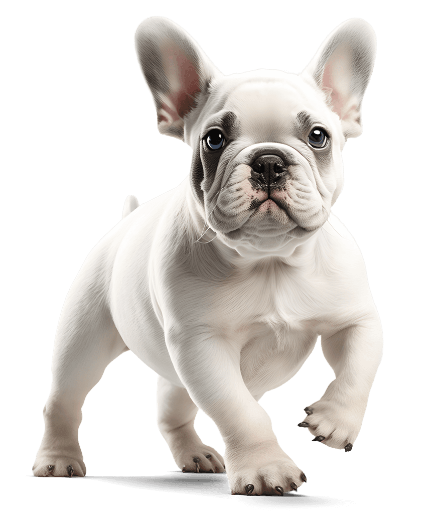 A white french bulldog from Clearwater French Bulldogs