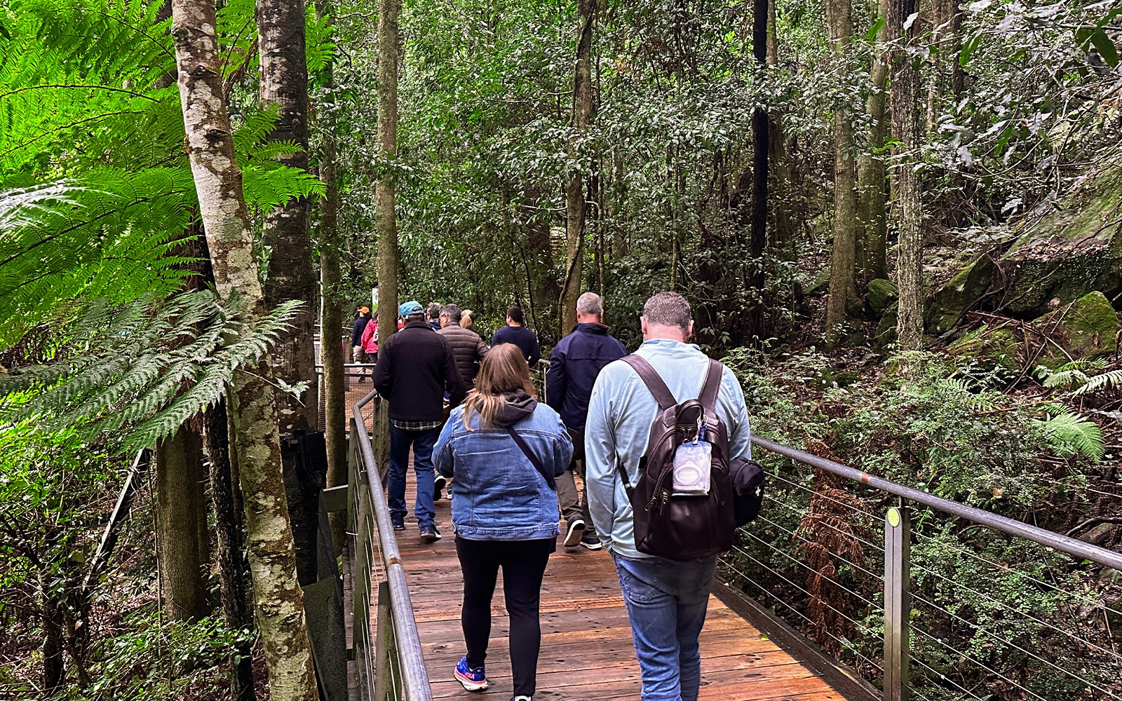 蓝山风景世界观景台，欣赏卡通巴瀑布、悉尼港渡轮之旅，以及动物园的考拉邂逅。