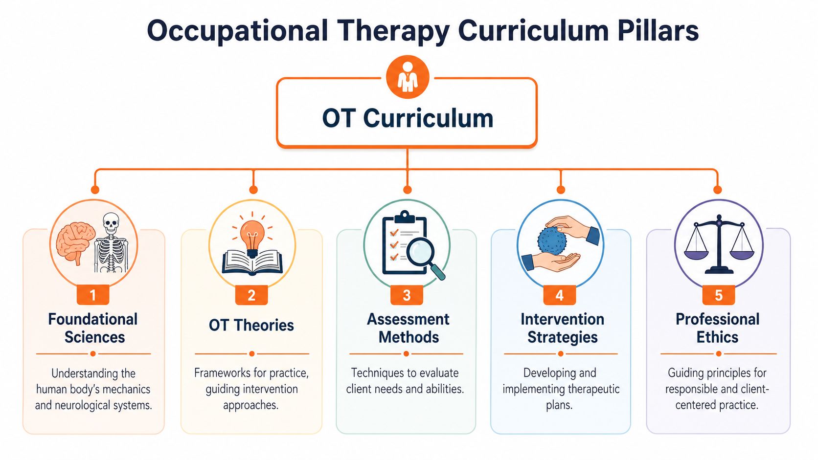 A diagram illustrating the five core pillars of an occupational therapy curriculum, including sciences, theories, and ethics.