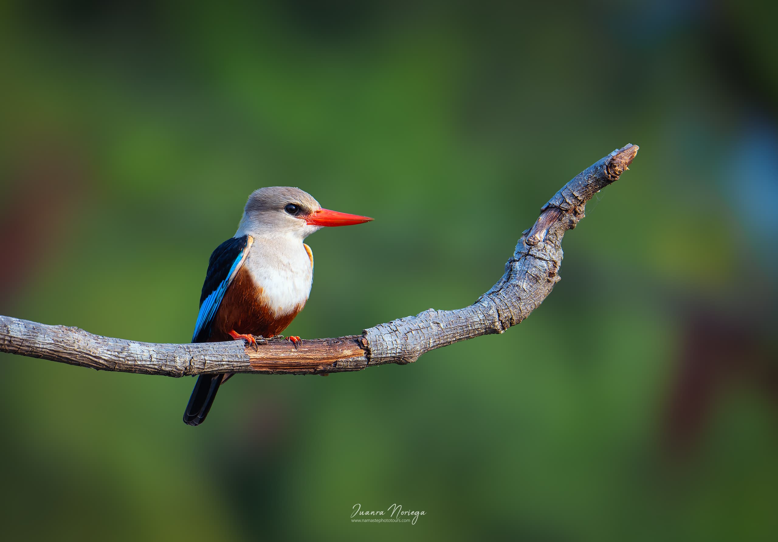 Kingfisher en Uganda