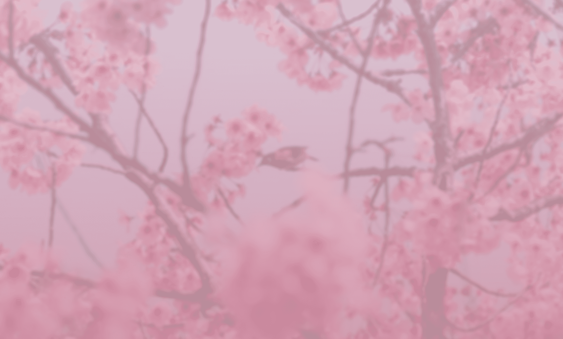 pathway between cherry blossom trees