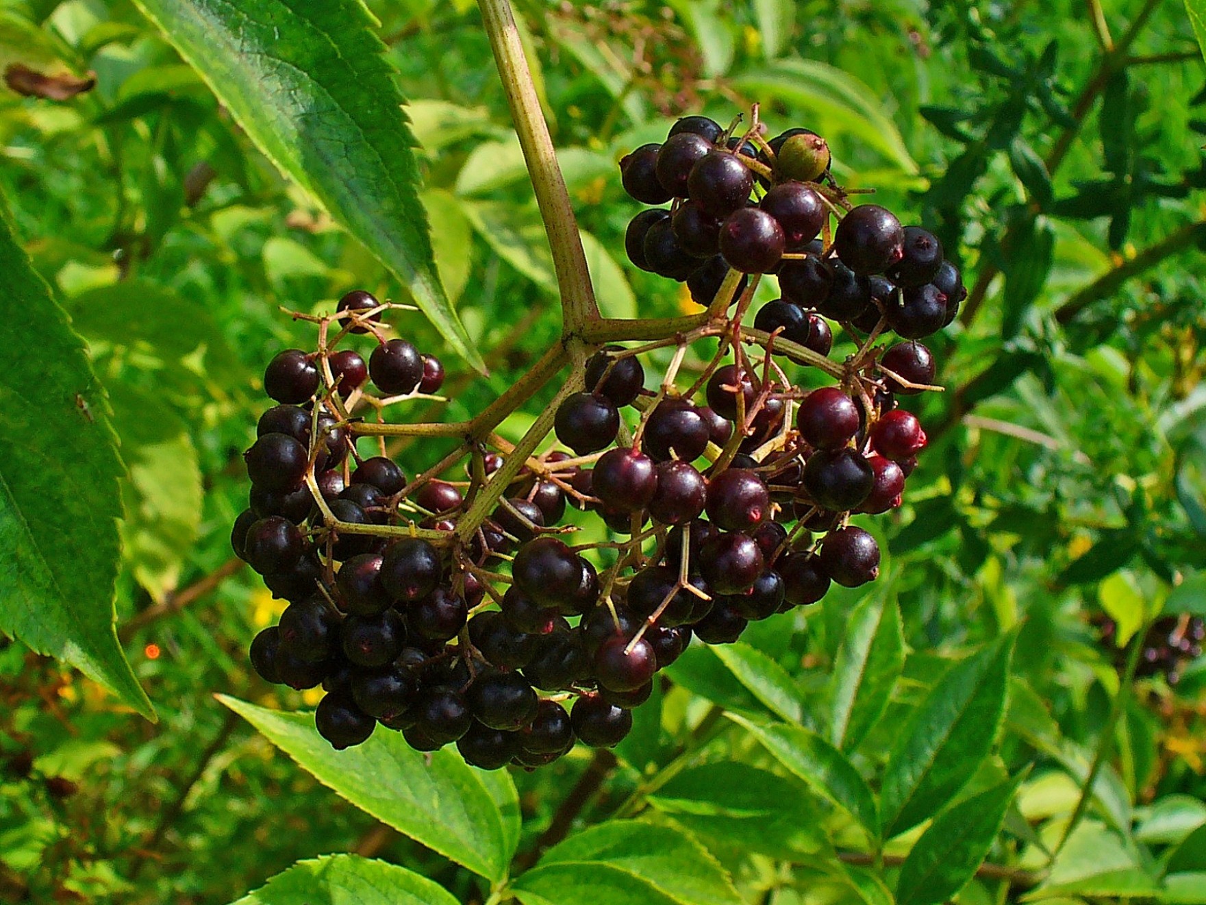 Sambucus_canadensis