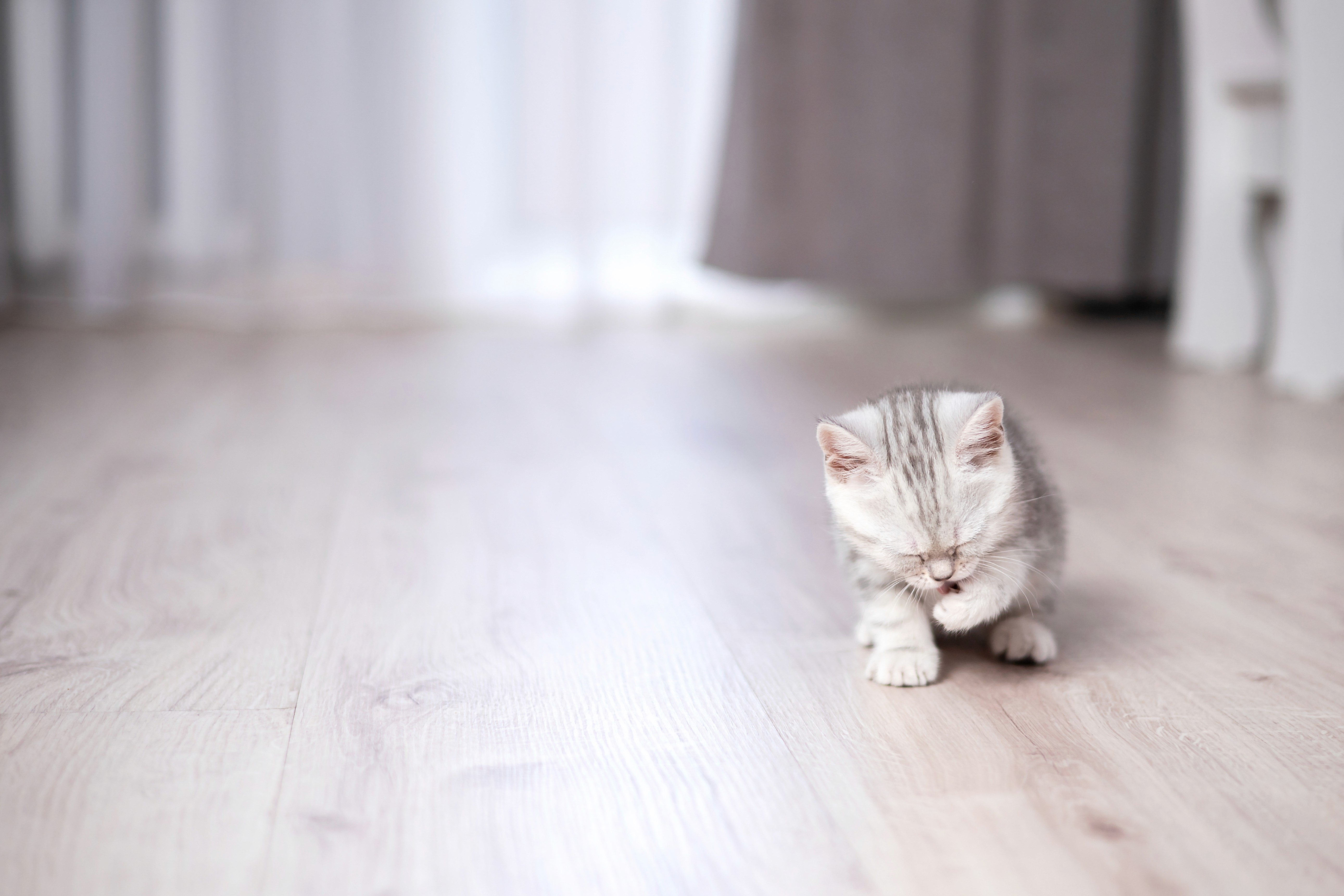 Tiny kitten walking across a smooth living room floor in Brisbane, showing why pet owners look for scratch-resistant, easy-care flooring.