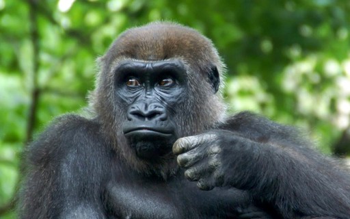 Gorila u zoološkom vrtu Bronx