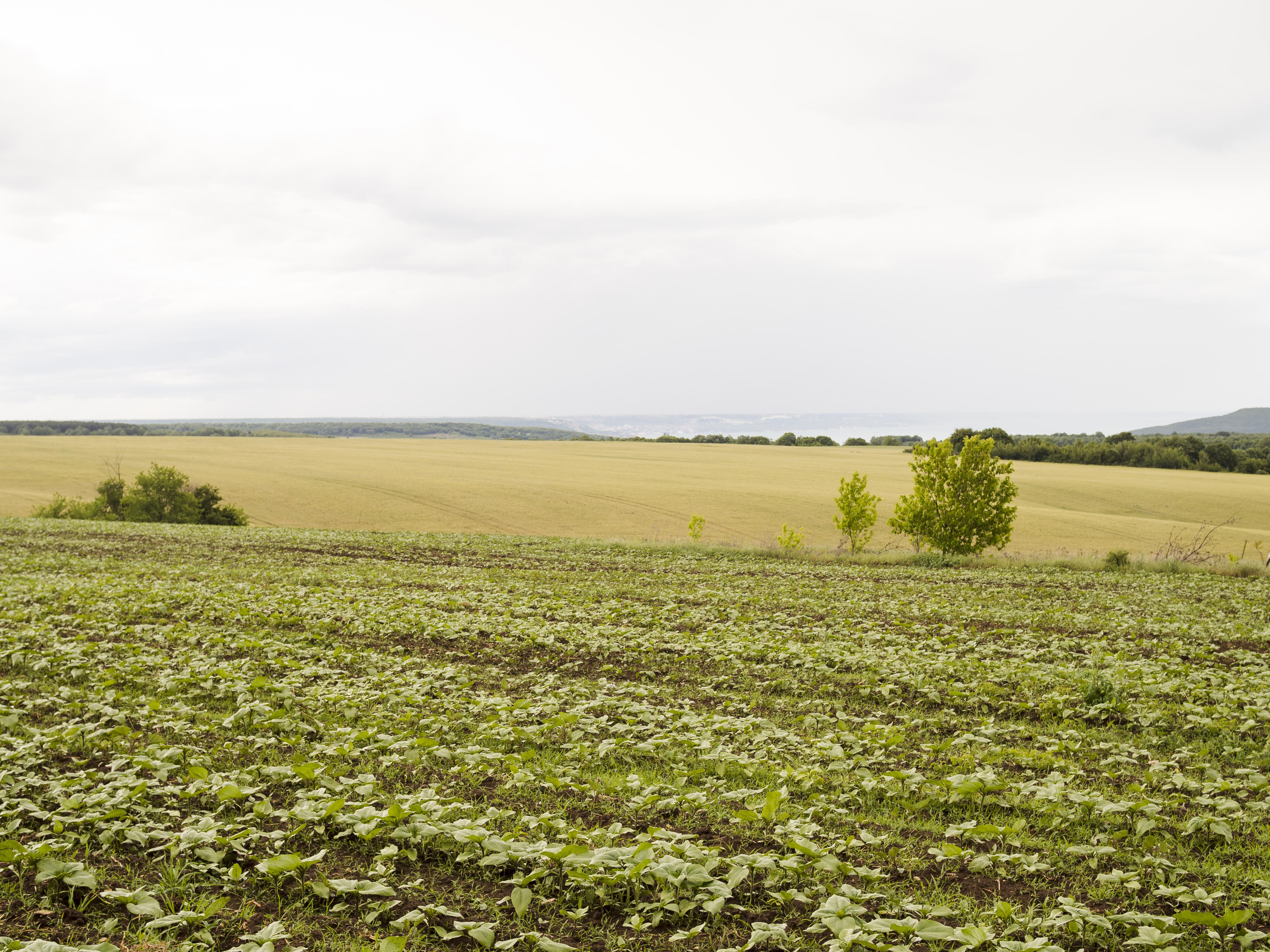 Agrónomo analizando una planta de soja en un campo agrícola