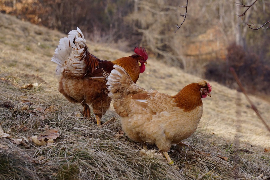 Two chickens living on the property