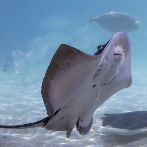 Tiket Masuk SEA LIFE Benalmádena di Benalmadena