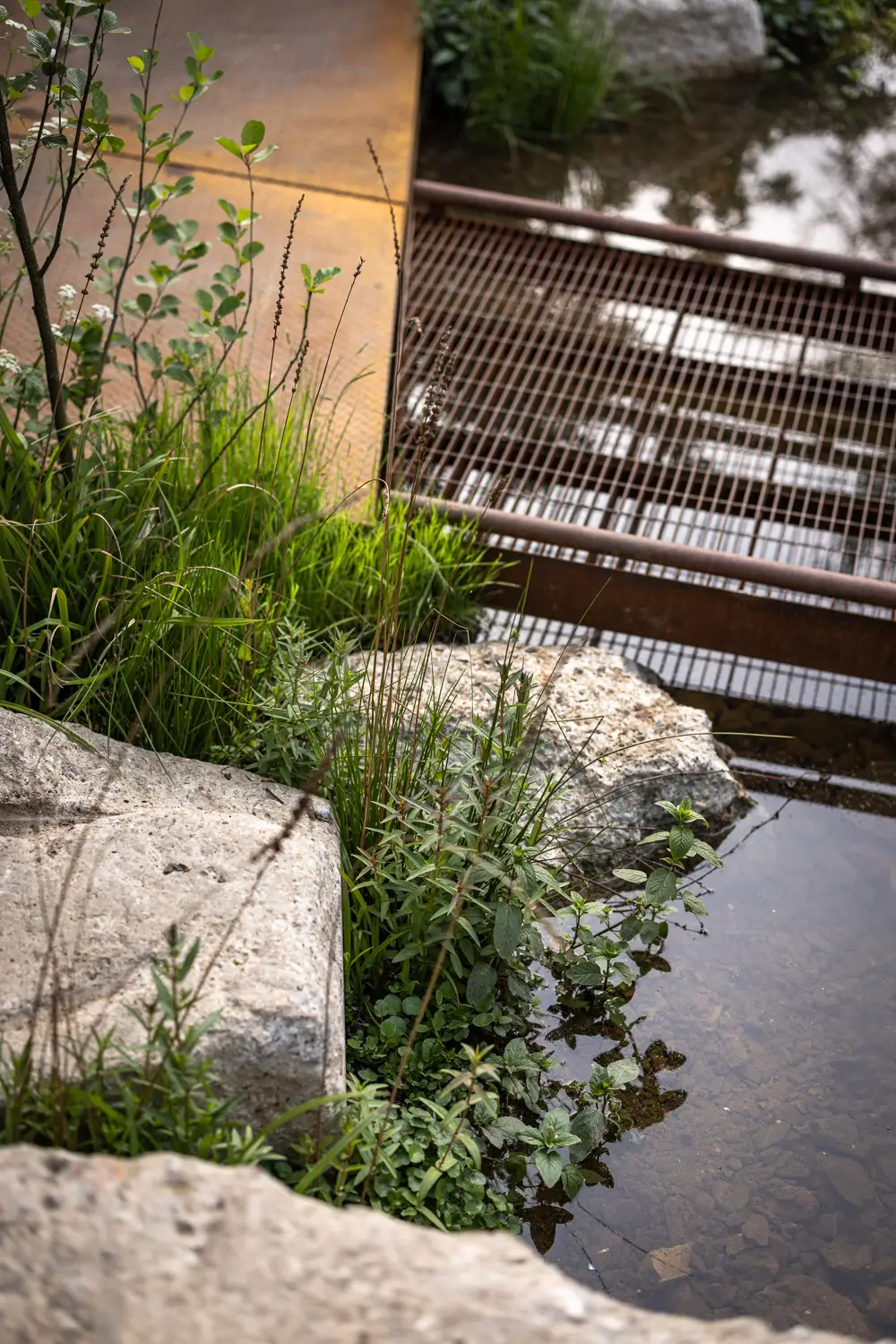 A close-up of lush green plants growing next to a rocky bank by a calm water surface with reflections.