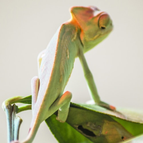 En kameleont sitter på ett grönt blad och smälter in i sin omgivning. Den har en blandning av gröna och rödaktiga nyanser.