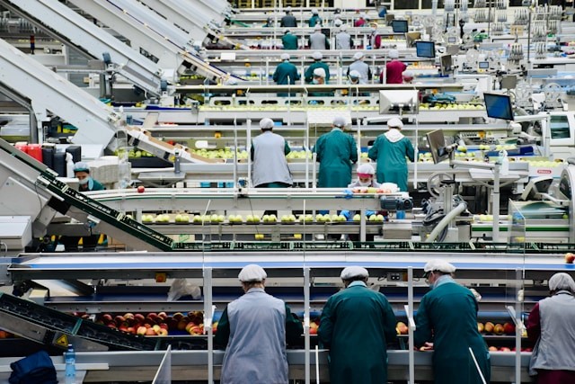 Workers in teal uniforms sorting produce on multiple conveyor belts inside a food processing factory.