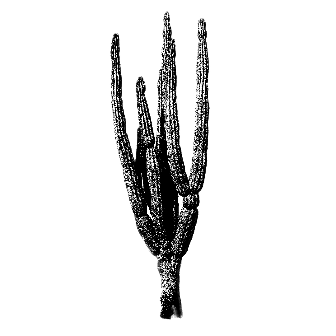 Simple black silhouette of a tall, spiky plant or cactus against a solid background.