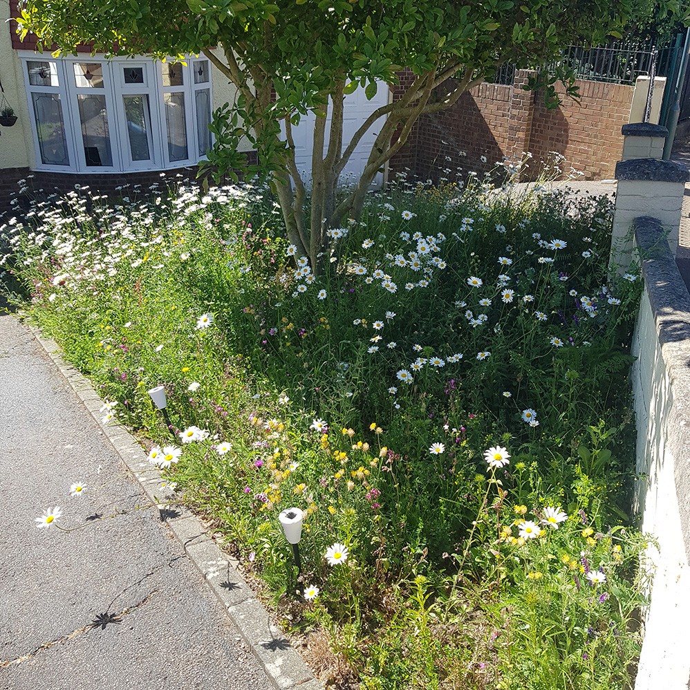 A view of a sunny garden with various wildflowers and green grass alongside a pathway.
