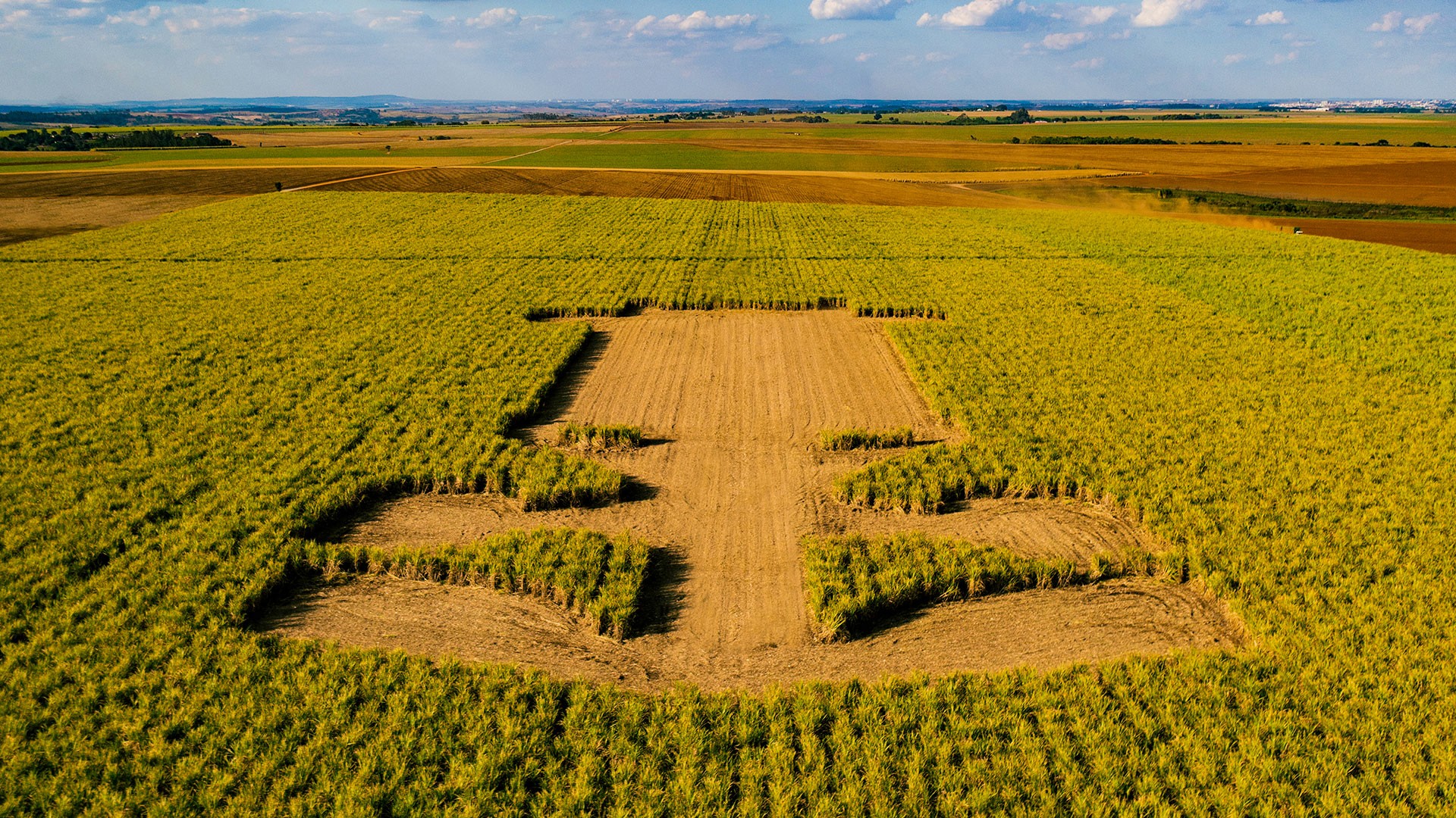 Formula 1 car drawed in a sugar cane field