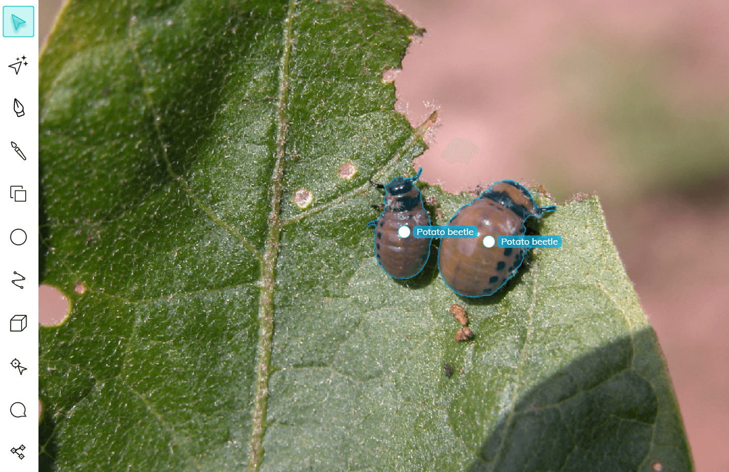 Two potato beetles labeled using auto-annotation tool in V7