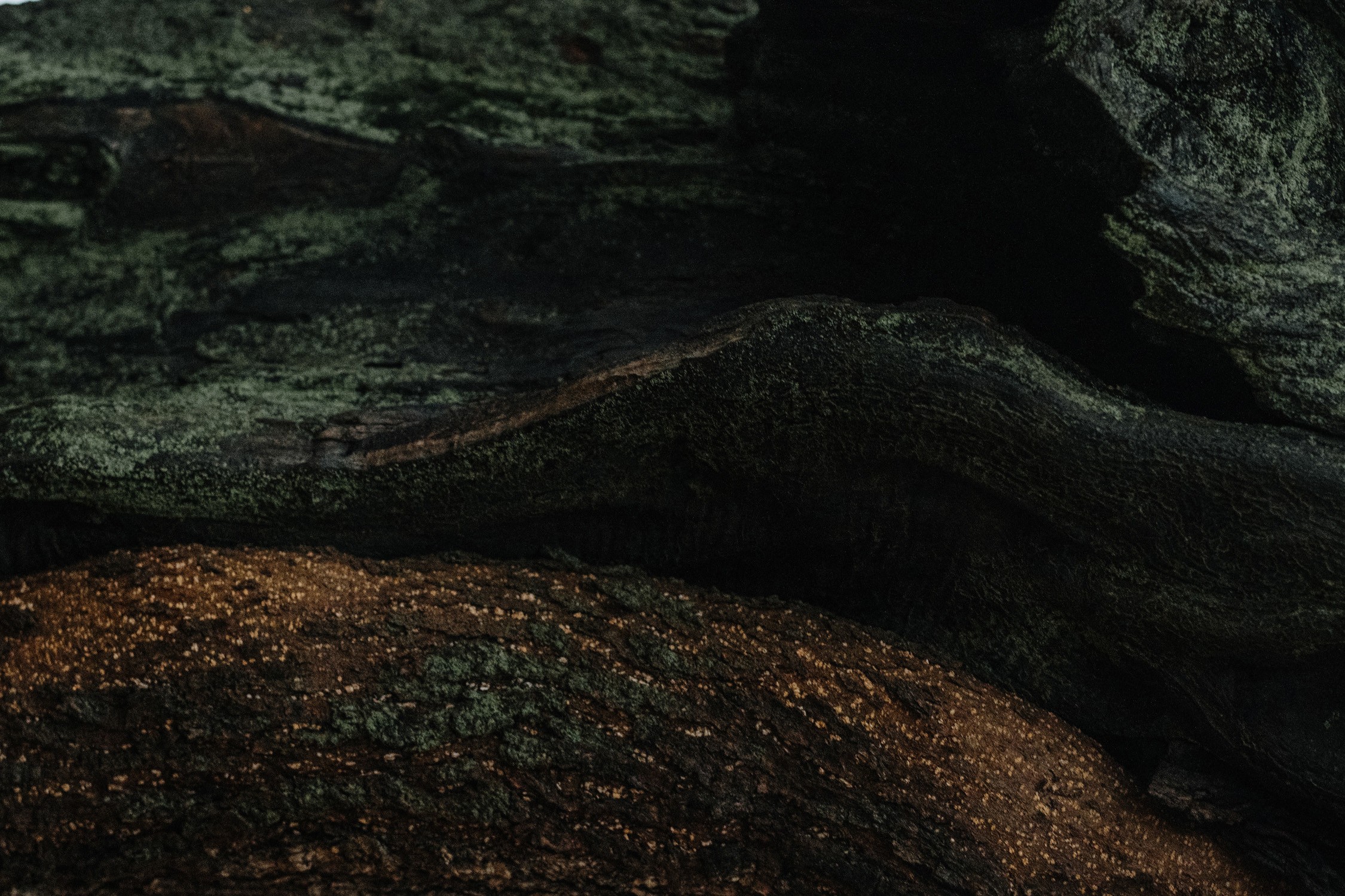 Tekstūruota medžio fotografija naudojama kaip fonas Aušvydas Baltuonis odontologijos ir implantologijos paslaugų puslapyje