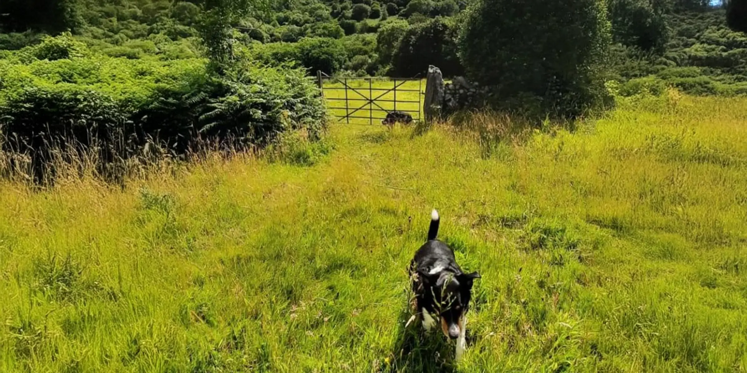 Dog walking through tall grass on a sunny countryside path in Wales, with hills and dramatic clouds in the distance.