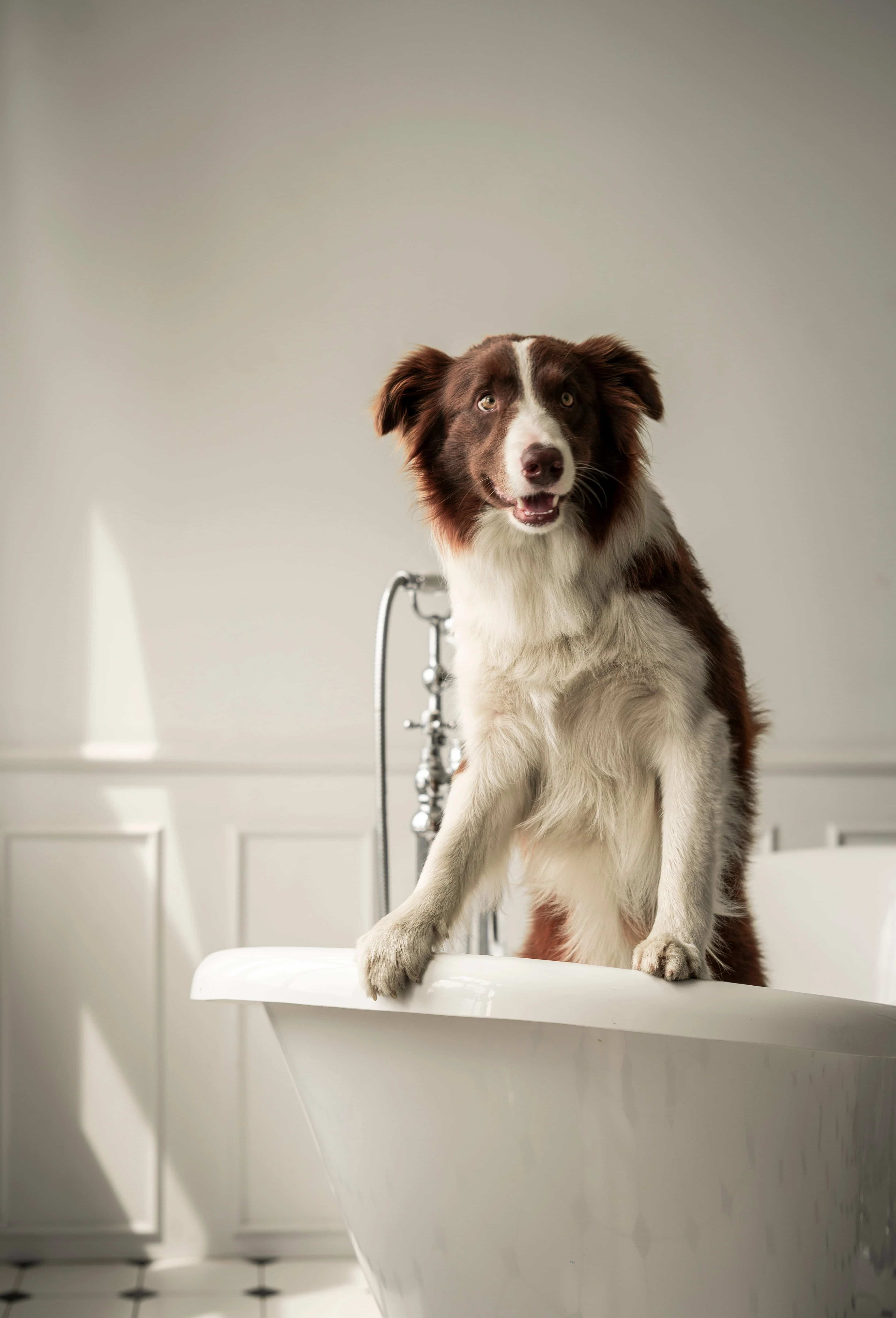 happy puppy portrait
