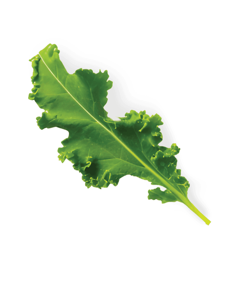 Green kale leaf