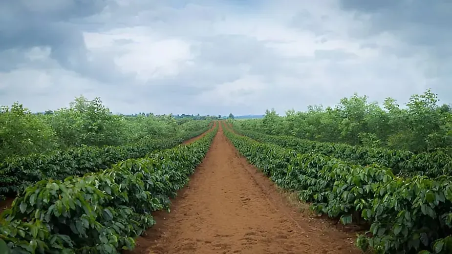 Coffee Plants (Coffea arabica).webp