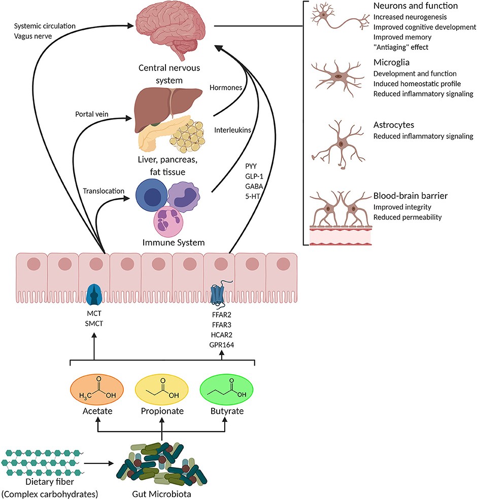 SCFA pathways
