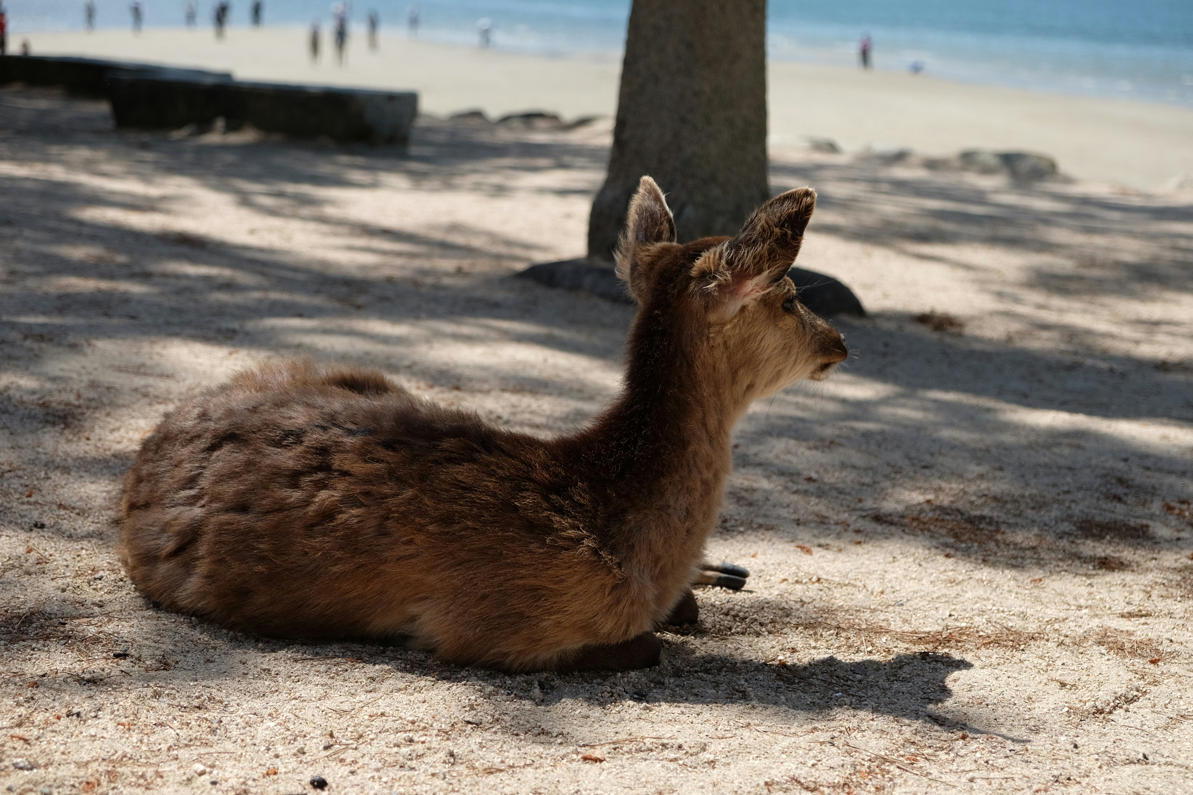 A deer relaxes on the sandy beach.