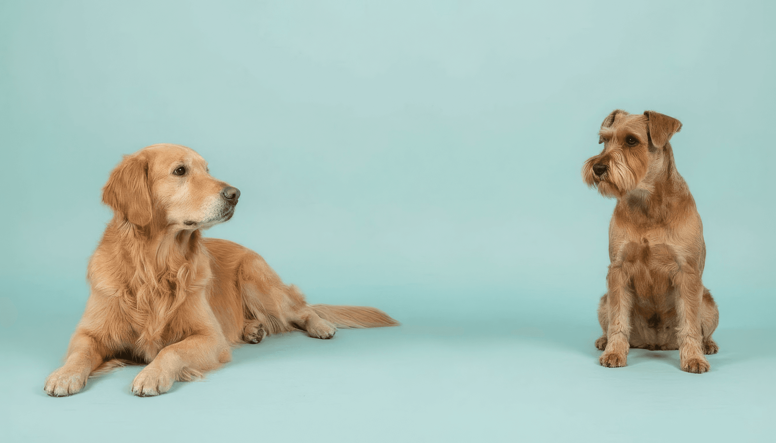 Two dogs on a light blue background.