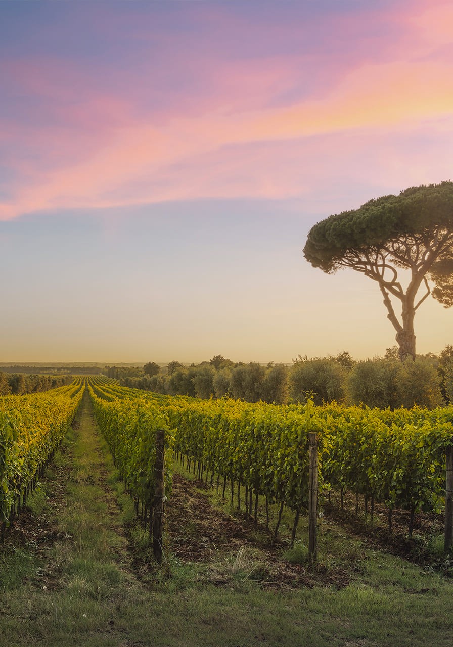 Виноградники Болгери, оливковые деревья и сосны на закате. Маремма, Тоскана, Италия