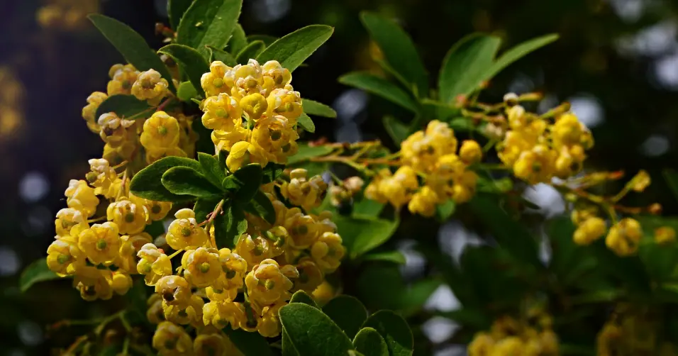 Berberine is a plant compound that regulates blood sugar and metabolism.