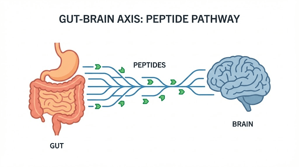 BPC-157 gut-brain axis pathway showing neuroprotective mechanism for multiple sclerosis