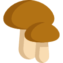 Funghi porcini